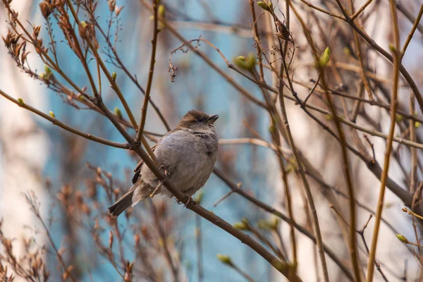 Portrait of a sparrow in spring — Stock Photo, Image