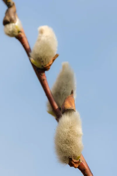 Branche de saule avec bourgeons — Photo