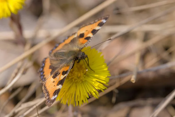 Papillon sur coltsfoot — Photo