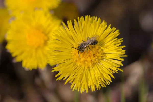 Böcek coltsfoot çiçek üzerinde — Stok fotoğraf