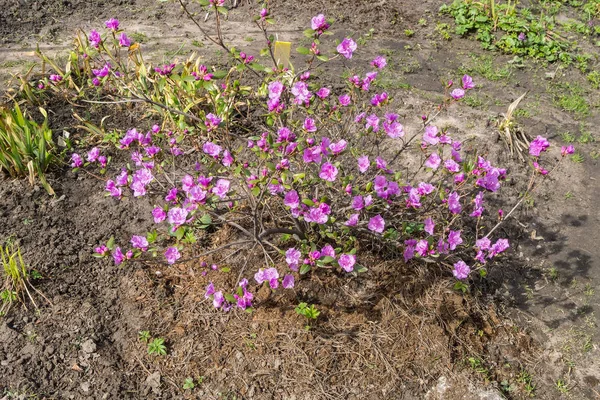 Arbusto de rododendro florescente — Fotografia de Stock