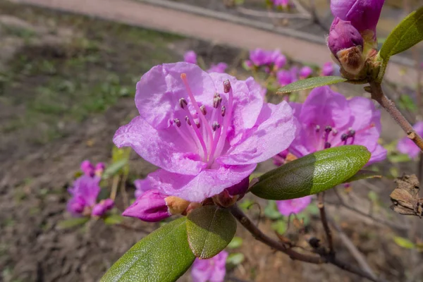 Rododendro da vicino — Foto Stock