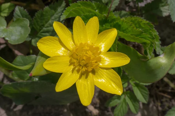 Buttercup amarillo en la primavera — Foto de Stock
