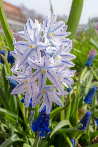 Chionodoxa in primavera — Foto Stock