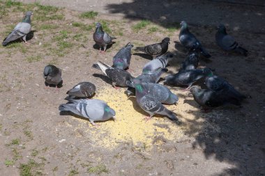 Güvercinler sürüsü