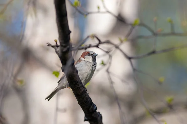 Pardal em uma árvore de primavera — Fotografia de Stock