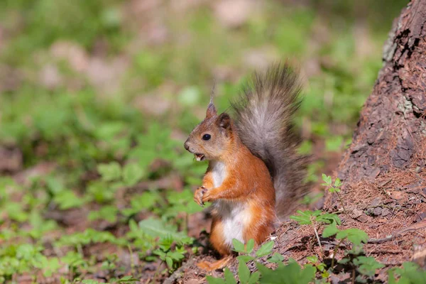 Eichhörnchen auf einem Frühlingsgras — Stockfoto