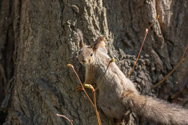 Écureuil sur un arbre — Photo