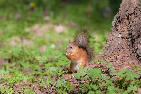 Eichhörnchen unter einem Baum frisst eine Nuss — Stockfoto