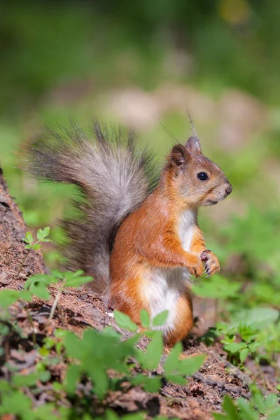 Porträtt av ekorren — Stockfoto