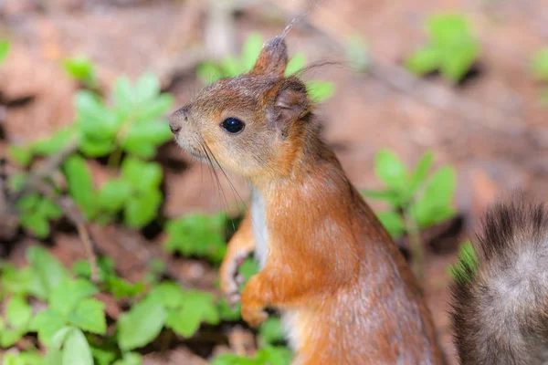 Ardilla en el primer plano de primavera — Foto de Stock