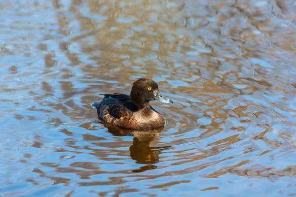 Porträt einer Ente — Stockfoto