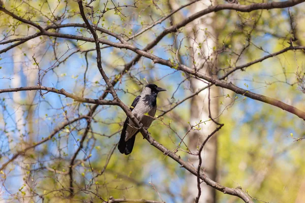 Corbeau au printemps — Photo