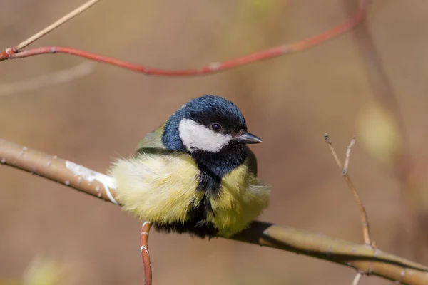 Titmouse on a branch closeup — Stock Photo, Image