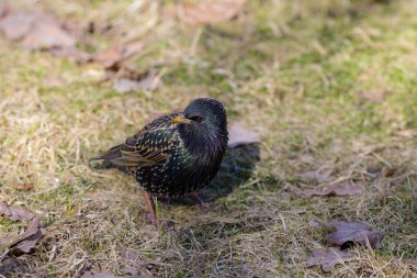 Baharda sığırcık