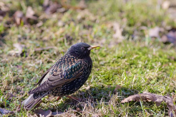Portrait of a starling — Stock Photo, Image