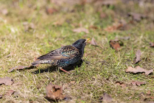 Starling on spring grass — Stock Photo, Image