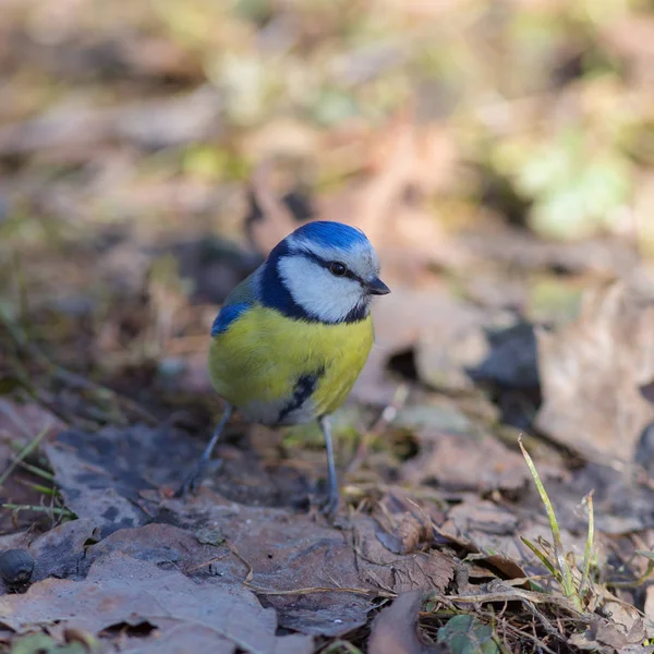 Portrait of bluetit — Stock Photo, Image