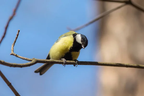 Curiosa teta en una rama — Foto de Stock