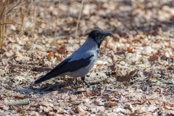 Kråka på torra löv — Stockfoto