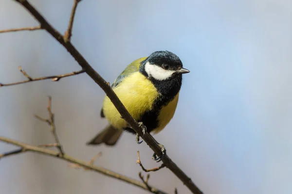 Tit närbild — Stockfoto