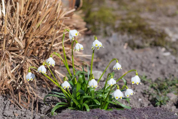 Bahar günü beyaz kardelen — Stok fotoğraf