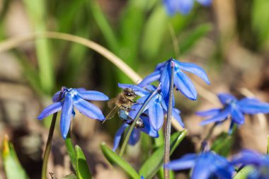 bir kardelen üzerinde yaban arısı