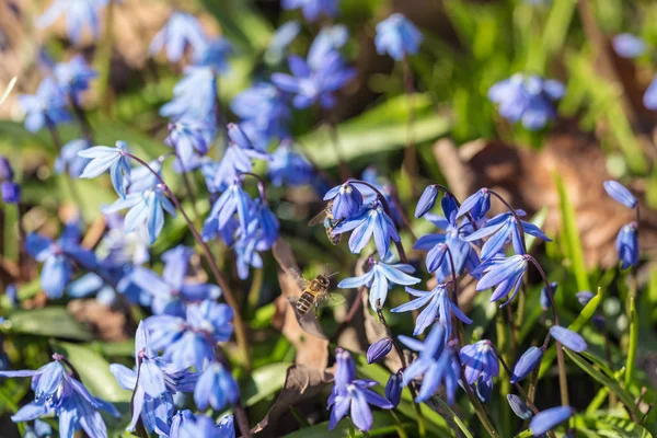 Blå snödroppar under våren — Stockfoto