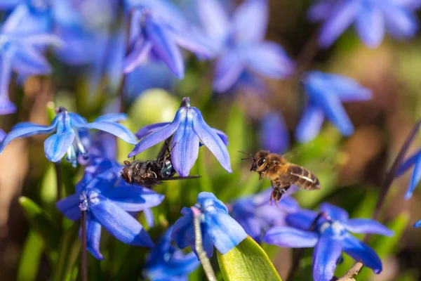 Spring pollination close up — Stock Photo, Image