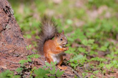 Sincap fındık yiyor.
