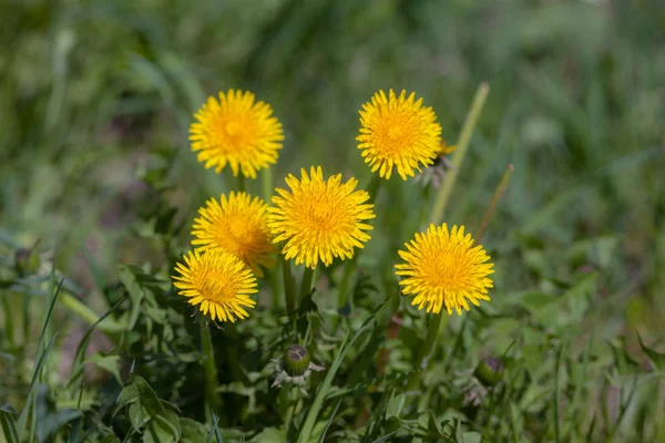 Dandelions in the spring — Stock Photo, Image