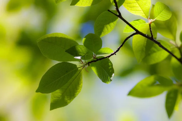 Branch with spring foliage — Stock Photo, Image