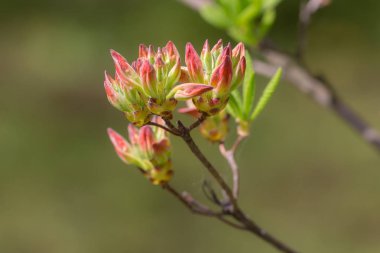 çiçeklenme başında