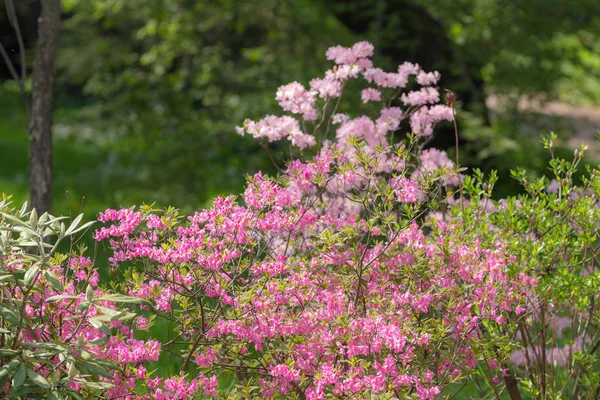 Rhododendron struiken in een veer — Stockfoto