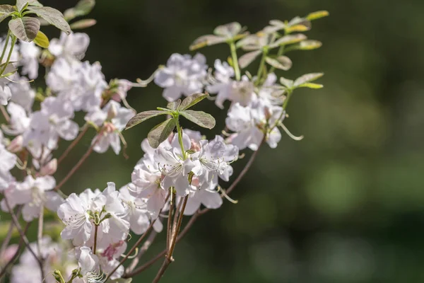 Rododendro branco na primavera — Fotografia de Stock