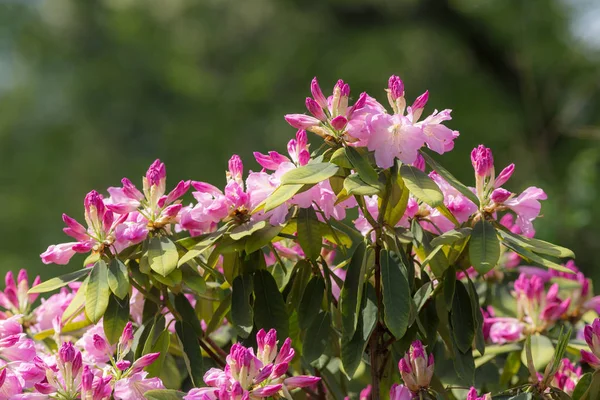 Purple rhododendron in the spring — Stock Photo, Image