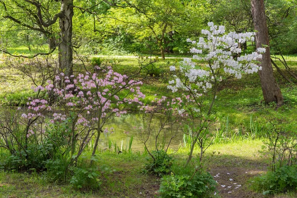 Buissons de rhododendrons à fleurs — Photo