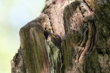 starling kız portresi