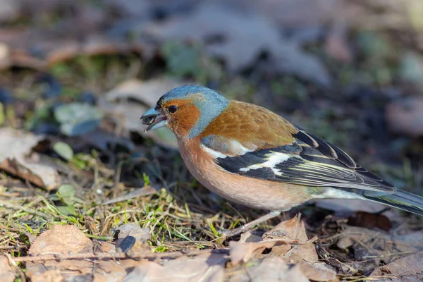Closeup portrait of a chaffinch — Stock Photo, Image