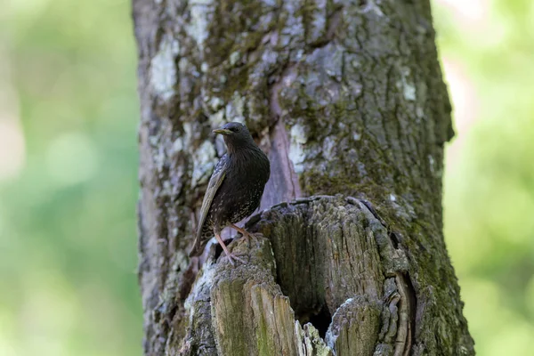 Starling in a tree — Stock Photo, Image