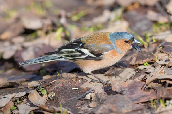 Chaffinch gros plan — Photo