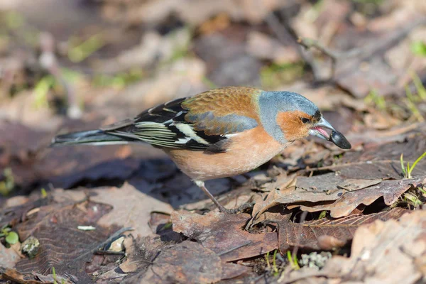 Chaffinch eating sunflower seeds — Stock Photo, Image