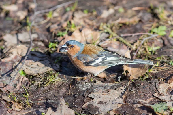 Chaffinch with a seed in its beak — Stock Photo, Image