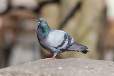 ön planda gri güvercin