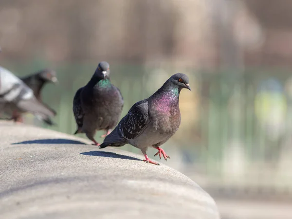 Grå duvor i förgrunden — Stockfoto