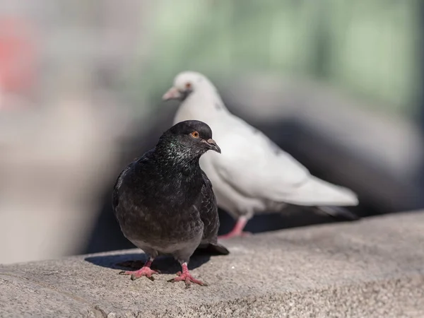 Svarta och vita duvor — Stockfoto