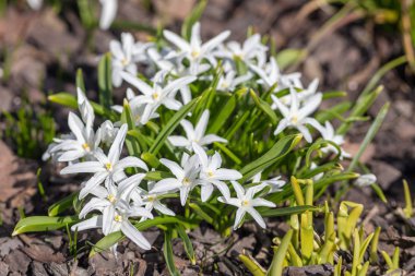 bahar bahçesinde chionodoxa