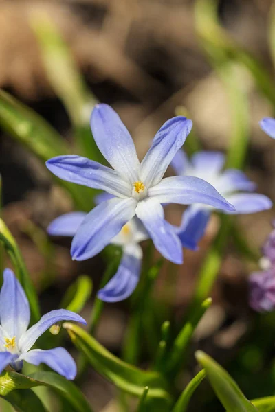 Primo piano blu chionodoxa — Foto Stock