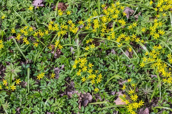 Piccoli fiori gialli gagea — Foto Stock