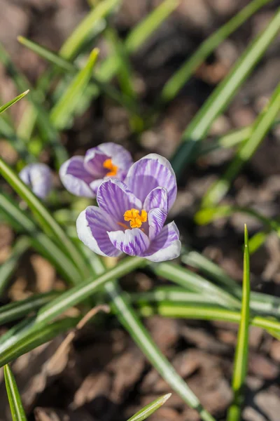 Crocus violets au printemps — Photo